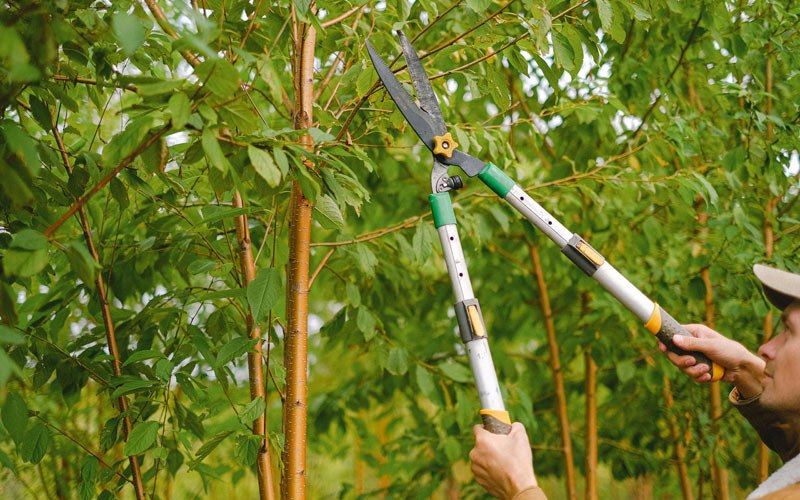 Tree trimming in Valley, WA